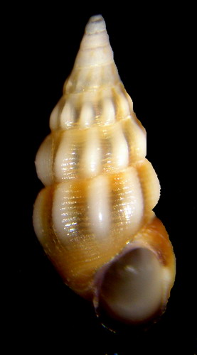 Rissoe